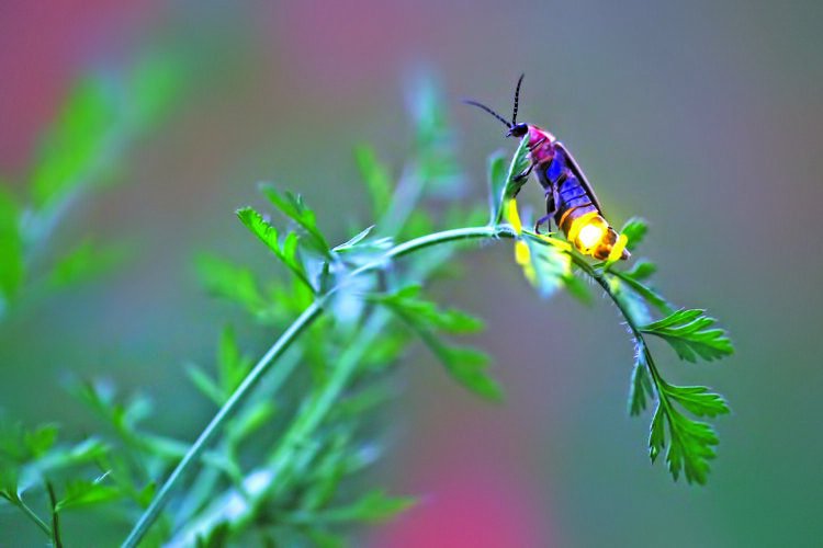 Summer light show: educator brings magic of synchronous fireflies to Towpath